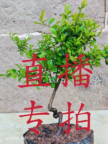 金弹子盆景盆栽绿植公母未知原盆土发货介意断枝条慎拍