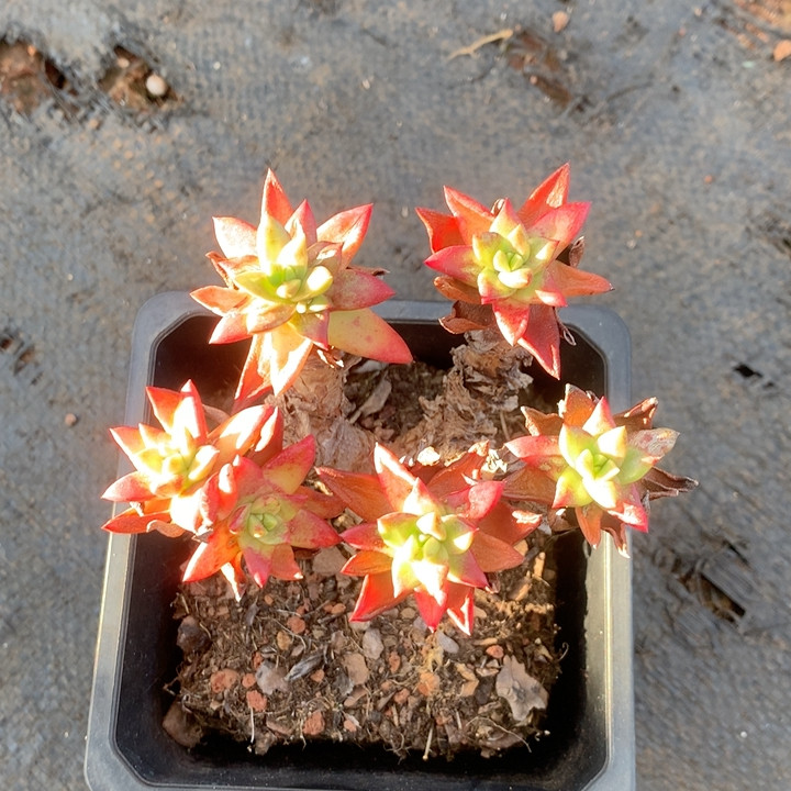 苹果叶,鲜花速递/花卉仿真/绿植园艺,多肉植物,淘宝优惠券,粉丝福利购,淘宝优惠卷