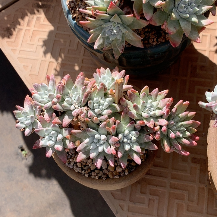 福利,鲜花速递/花卉仿真/绿植园艺,多肉植物,淘宝优惠券,粉丝福利购,淘宝优惠卷