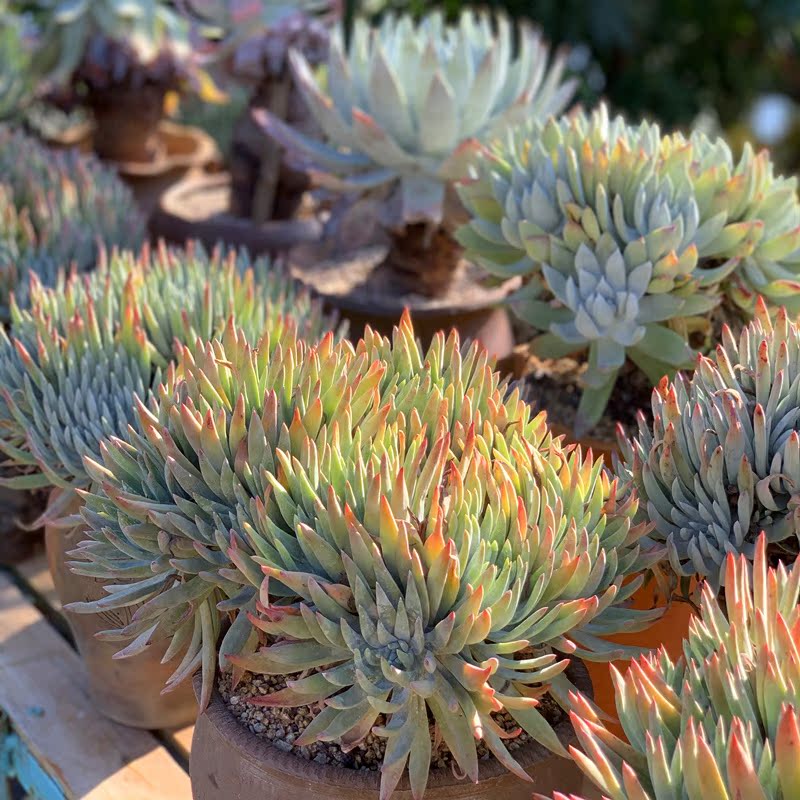 归田园多肉 保温箱专用链接  零度地区专拍仙女杯系列