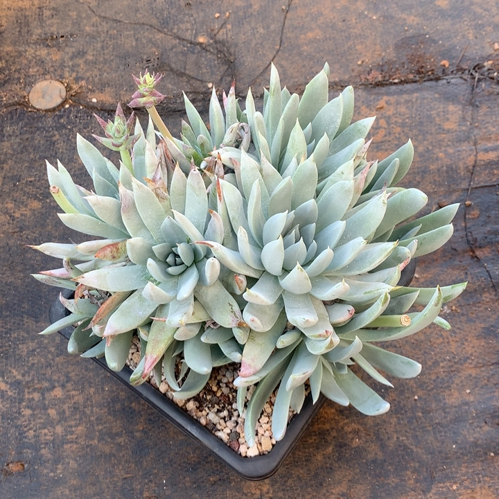 法瑞雪山,鲜花速递/花卉仿真/绿植园艺,多肉植物,淘宝优惠券,粉丝福利购,淘宝优惠卷