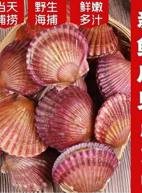 扇贝蒜蓉鲜活新鲜海鲜贝类