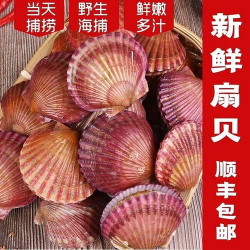 扇贝蒜蓉鲜活新鲜海鲜贝类