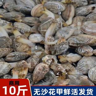 连云港鲜活无沙花甲花蛤蜊花蚬子杂色蛤蜊野生贝类10斤装商用批发