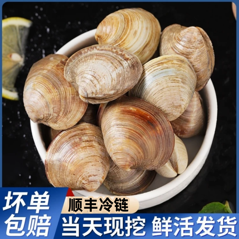 超大个鲜活美贝海蛤蜊大花甲 野生贝类包活到家顺丰包邮 无泥无沙