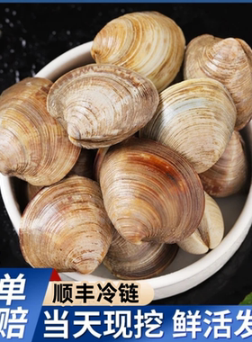鲜活美贝顺丰包邮无泥无沙