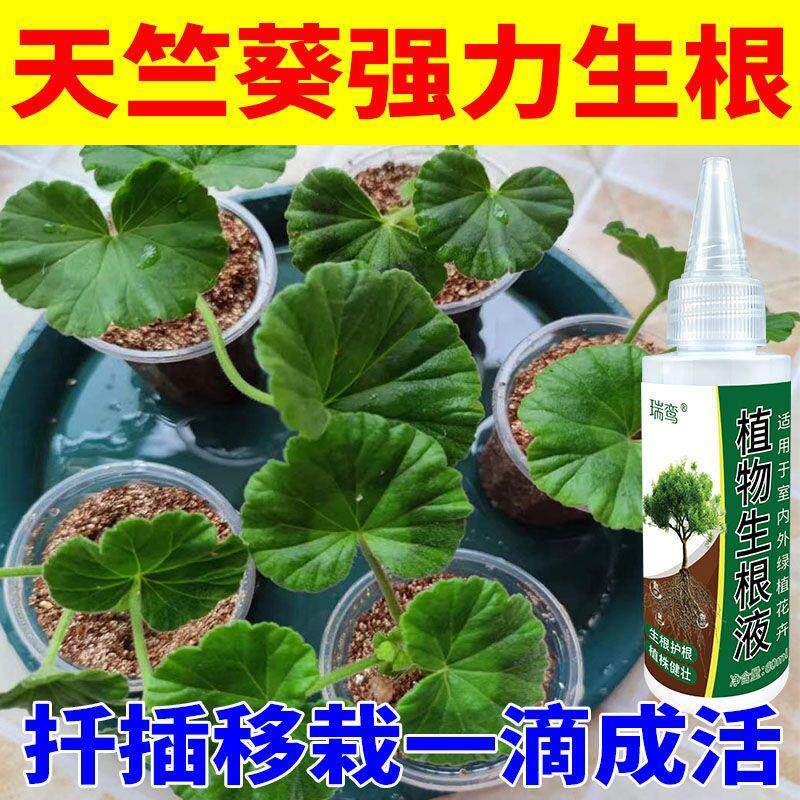 天竺葵植物扦插移栽生根液生根发芽花苗老桩营养液壮苗剂生根肥
