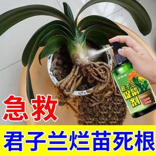 君子兰专用花土肥料拔箭催花壮根纠正叶子不对称防黄叶烂根营养液