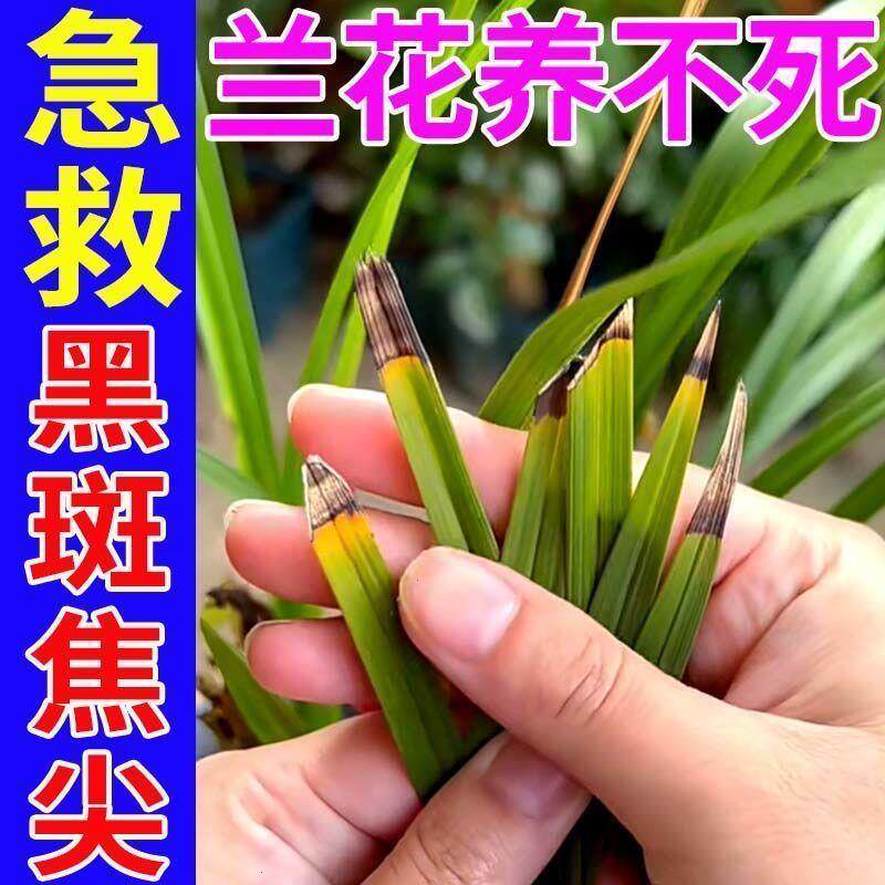 兰花专用肥料【爆芽剂】防黄叶烂根空根催芽催花兰草花家用营养液