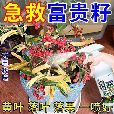 植物营养液通用型富贵籽营养液黄金万两盆栽金玉满堂绿植肥料家养