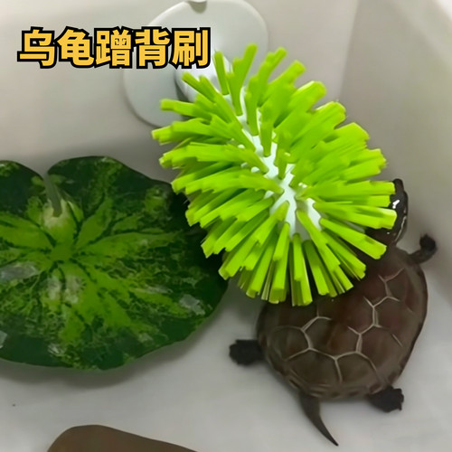 乌龟吸盘式龟甲清洁刷