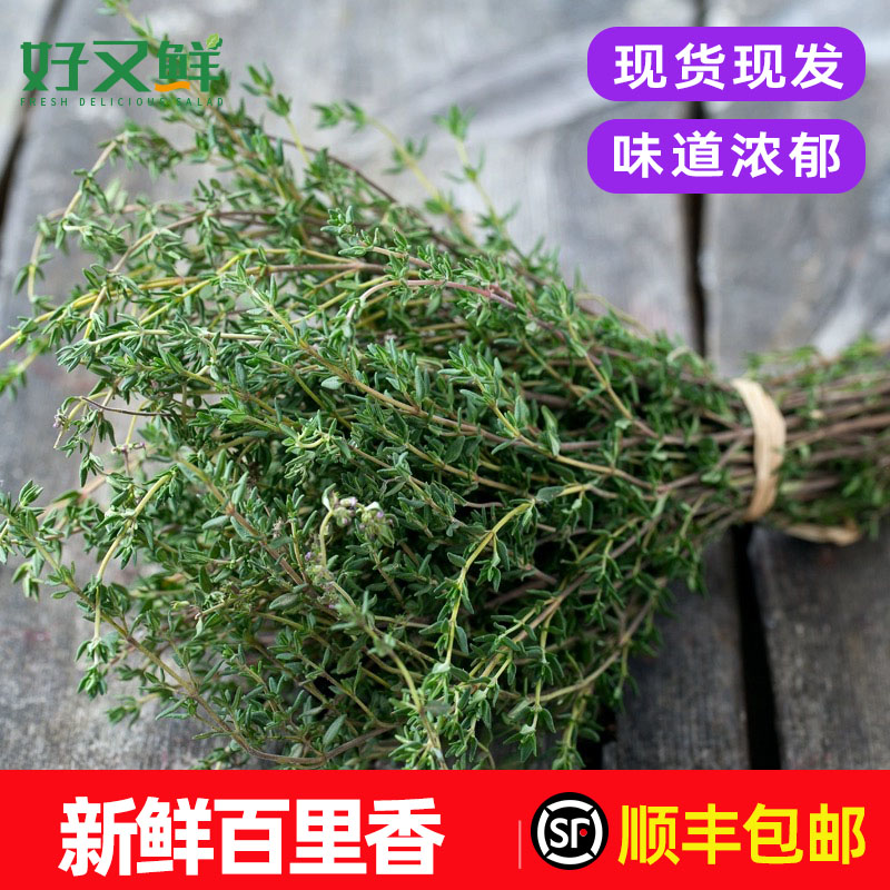 新鲜百里香食用煎牛排用香料菜西餐调味烧烤增香装饰食材蔬菜包邮