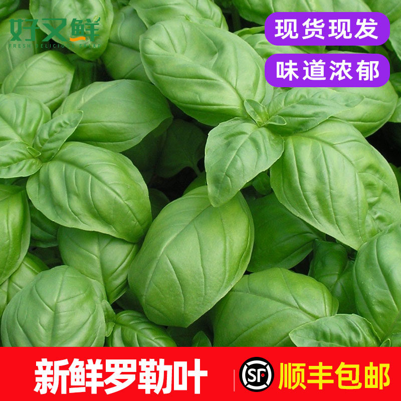 新鲜甜罗勒叶披萨草可食用西餐调味香菜青酱材料非九层塔顺丰包邮