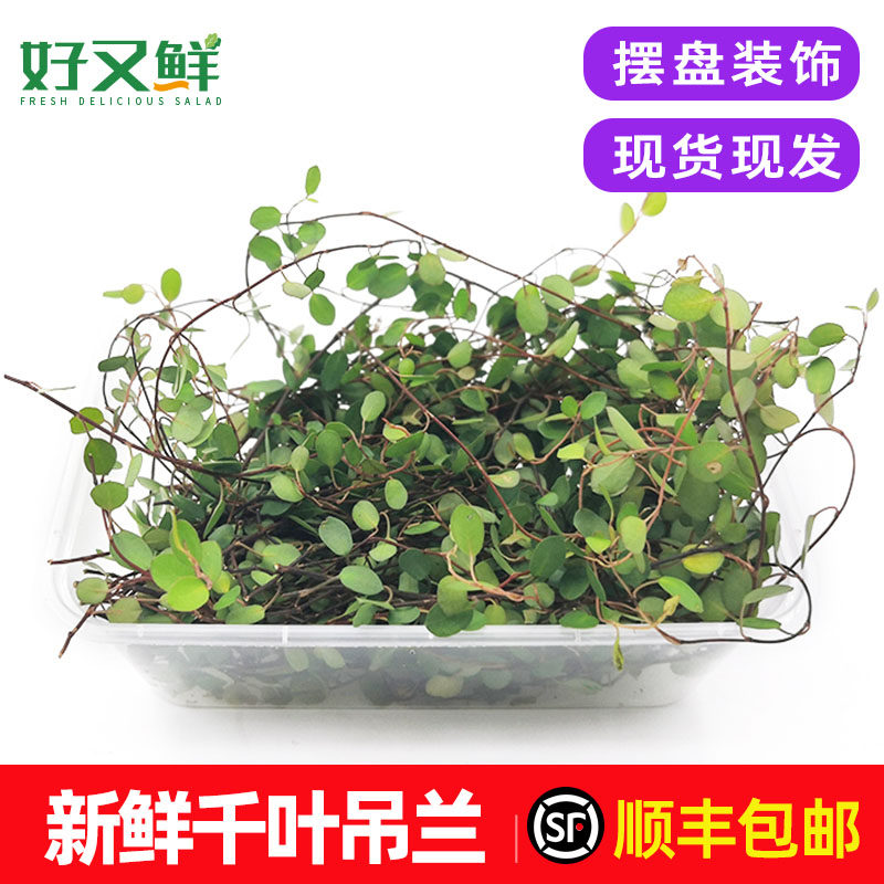 新鲜千叶兰长寿藤吊兰叶子西餐日料摆盘蛋糕烘焙装饰点缀花草包邮