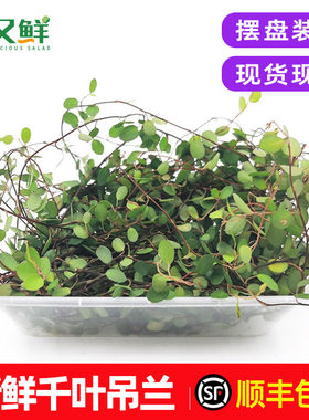 新鲜千叶兰长寿藤装饰点缀草包邮