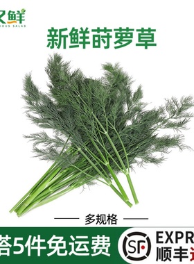 刁草新鲜莳萝草dill西餐香料装饰洋茴香调味装饰香草调料蔬菜味浓