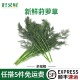 刁草新鲜莳萝草dill西餐香料装 饰香草调料蔬菜味浓 饰洋茴香调味装
