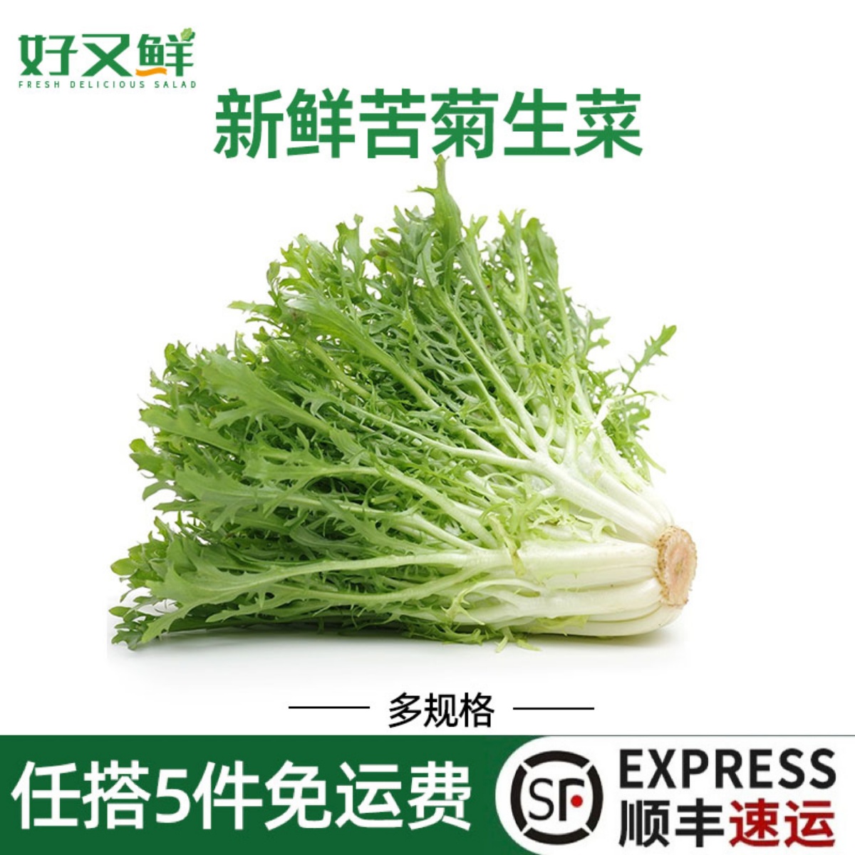 西餐沙拉食材即食新鲜青苦菊生菜