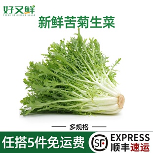 苦菊生菜新鲜青苦苣狗牙菜苦细叶 健身轻食西餐沙拉食材即食蔬菜