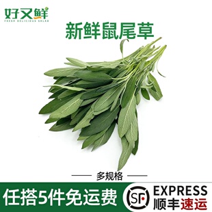 新鲜鼠尾草南丹参山艾Sage食用西餐特色香草提香增味香料调味叶子