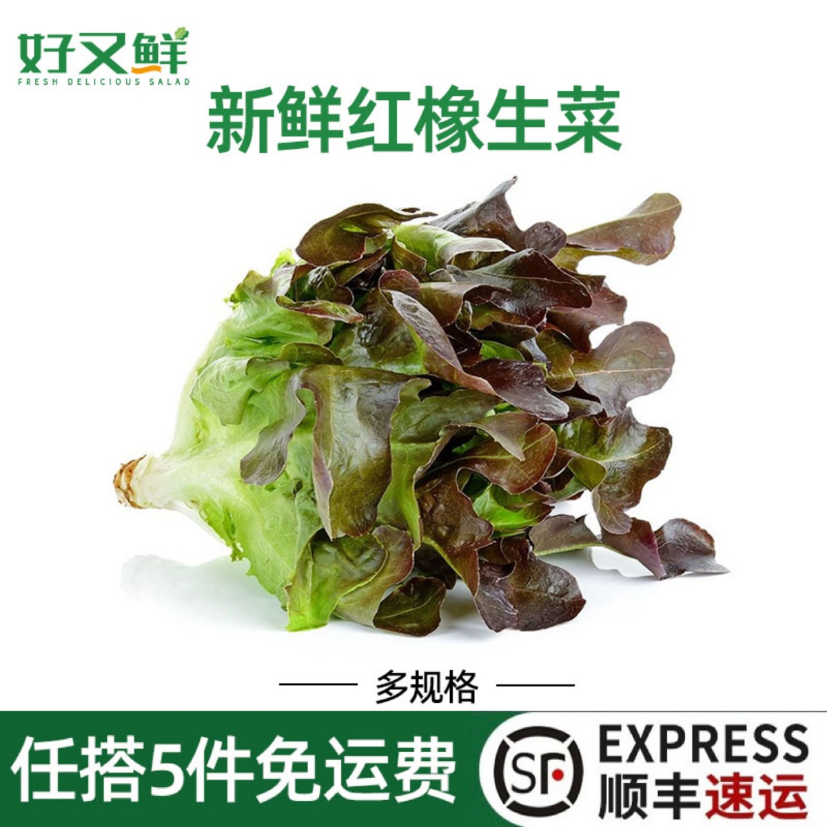 新鲜红橡叶红像生菜沙拉烤肉轻食生食蔬菜西餐特色红叶子嫩叶食材