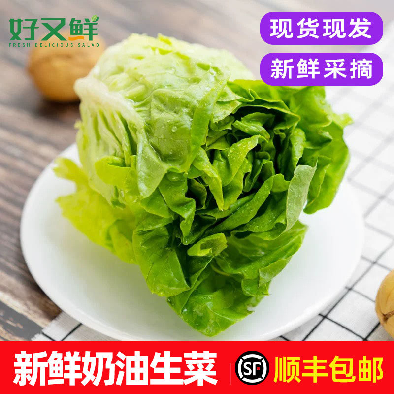 新鲜奶油生菜西餐食材沙拉菜包邮