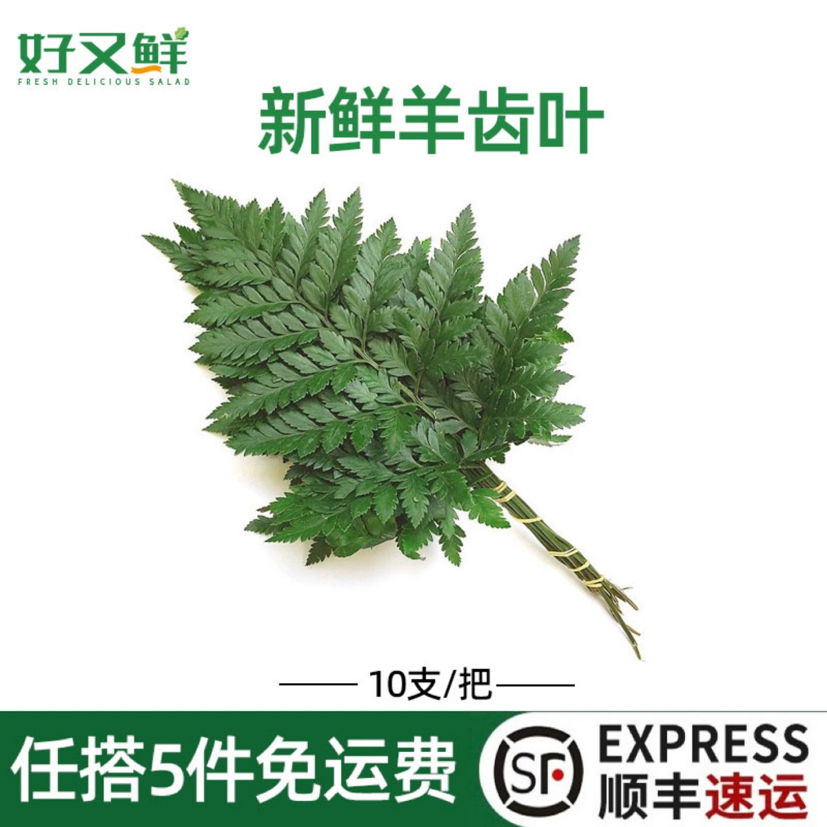 新鲜羊齿叶芒叶西餐摆盘装饰花草