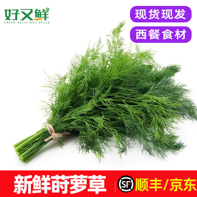 新鲜莳萝草摆盘装饰调味蔬菜包邮