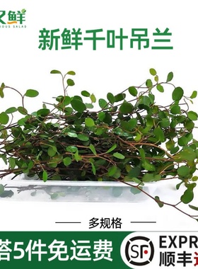 新鲜千叶兰长寿藤吊兰叶子冷艺西餐摆盘绿植蛋糕烘焙装饰点缀花草