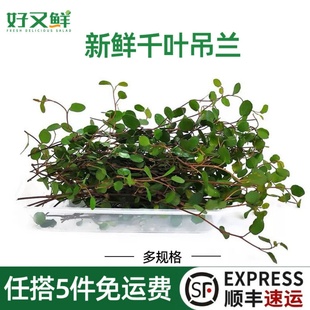 新鲜千叶兰长寿藤吊兰叶子冷艺西餐摆盘绿植蛋糕烘焙装 饰点缀花草