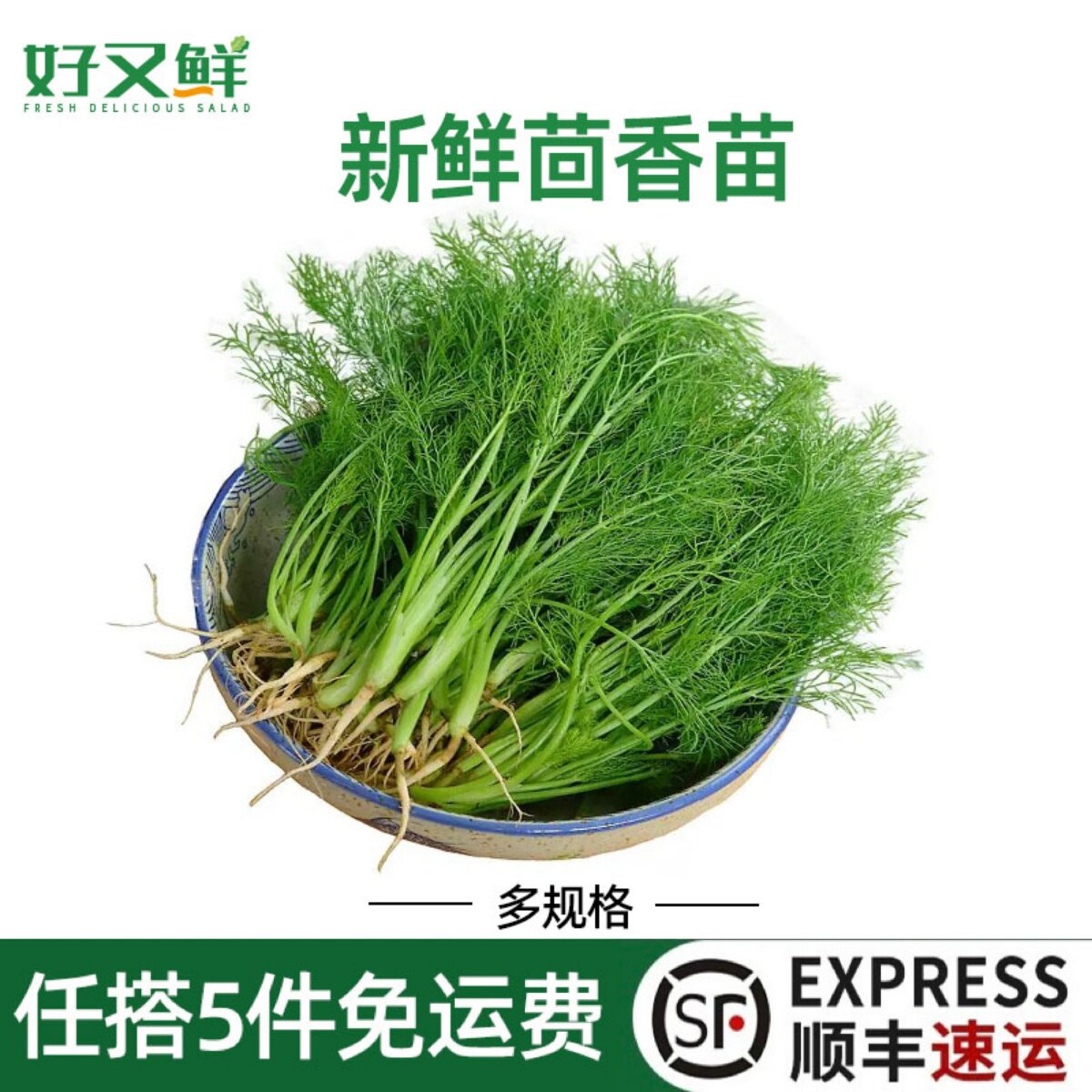 新鲜茴香苗带根农家小茴香菜苗饺子包子煎饼馅料餐厅摆盘蔬菜味浓