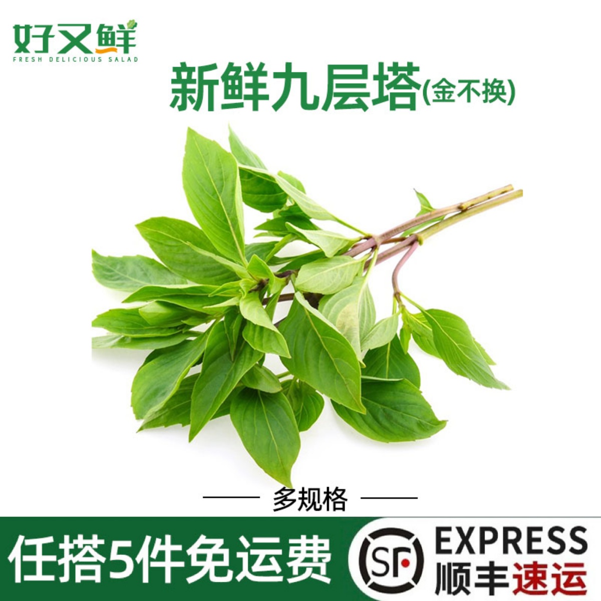 九层塔新鲜金不换鱼香草食用三杯鸡冬阴功香料菜西餐食材非罗勒叶