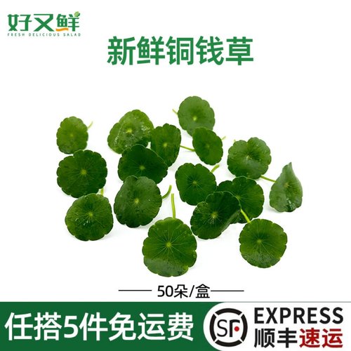 新鲜铜钱草西餐摆盘装饰点缀花草