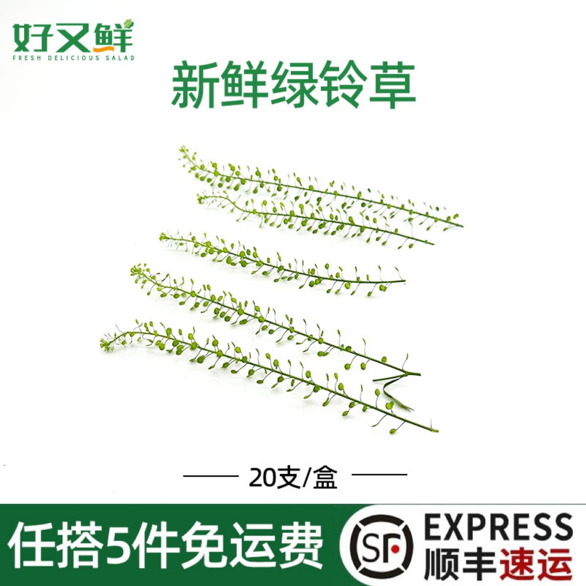 新鲜水晶草绿铃草酒店西餐摆盘冷艺日料烘培蛋糕装饰点缀花草20支