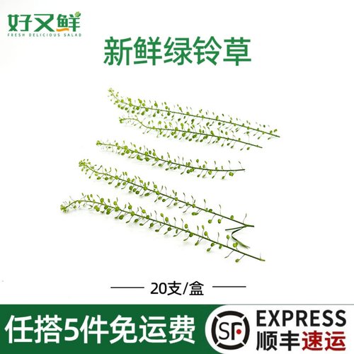 新鲜水晶草绿铃草蛋糕装饰点缀草