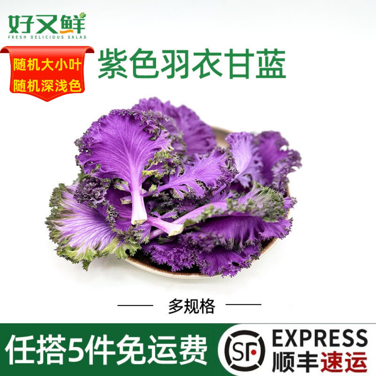 紫色羽衣甘蓝新鲜当季上汤榨汁轻食沙拉蔬菜摆盘装饰叶菜紫花包菜