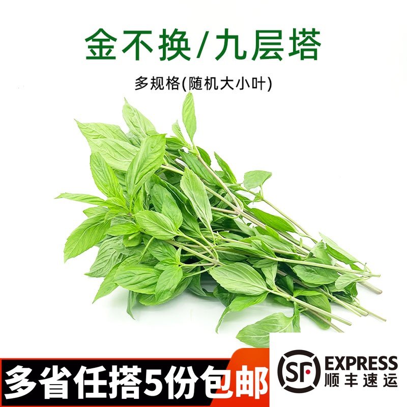 九重塔金不换,金不换_大山谷图库