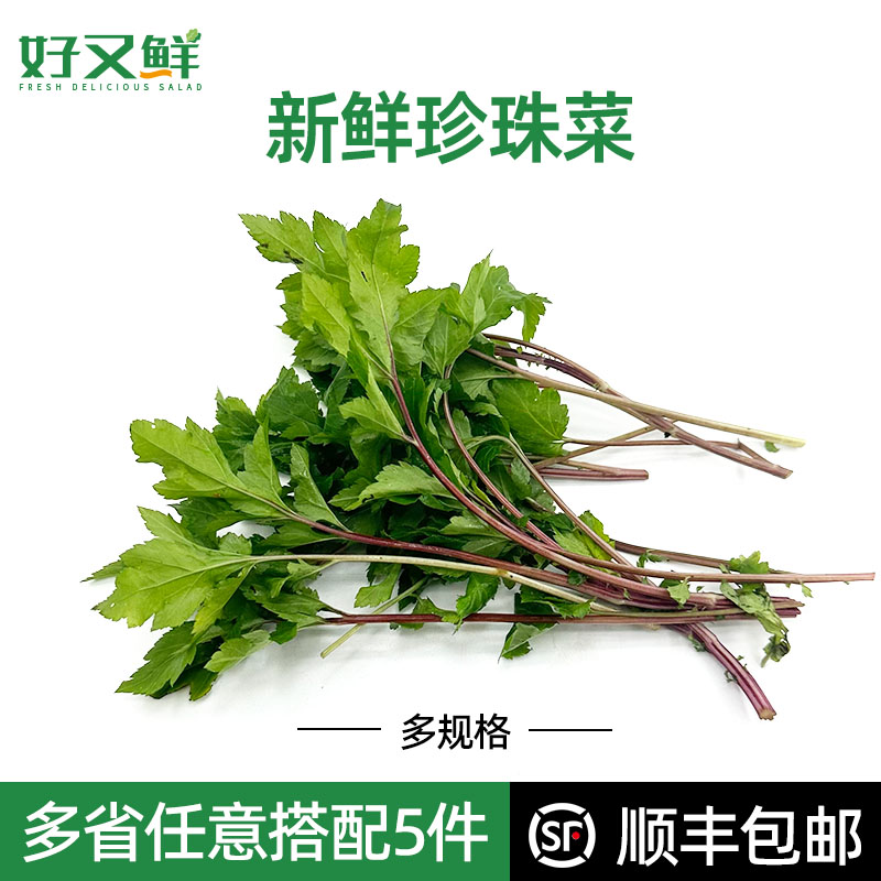 新鲜珍珠菜当归苗潮汕红根真珠菜现摘食用野菜农庄餐厅上汤火锅菜 水产肉类/新鲜蔬果/熟食 其它 原图主图