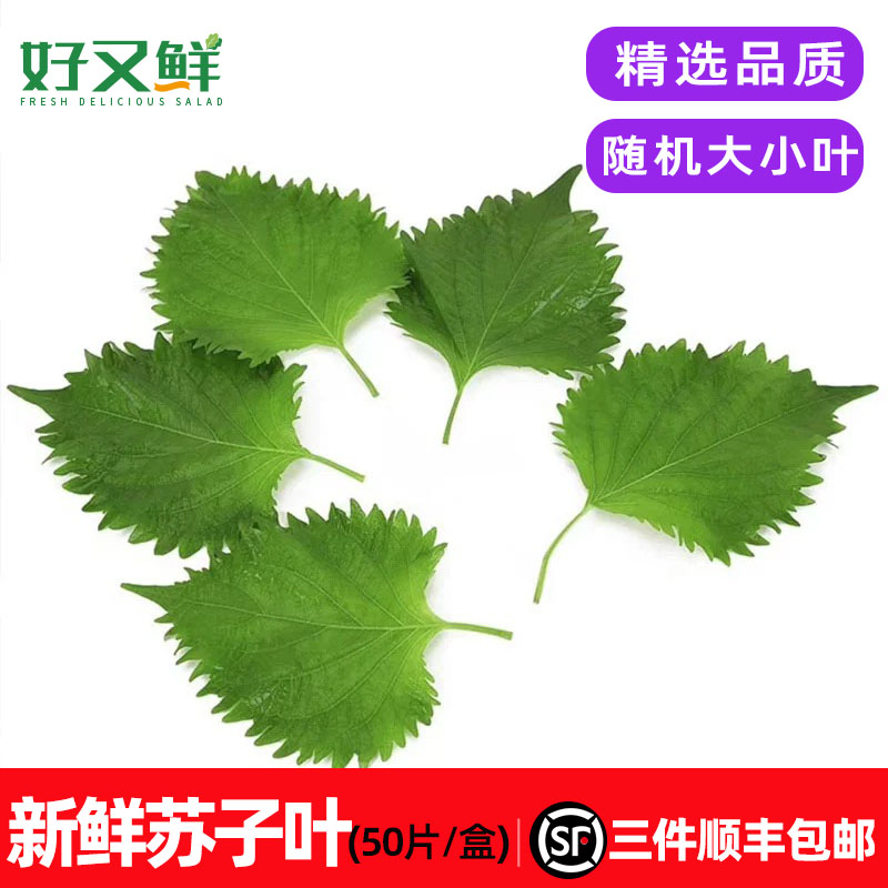 新鲜苏子叶大叶盒装食用韩国烤肉包肉包饭日式料理寿司刺身紫苏叶,水产肉类/新鲜蔬果/熟食,其它,淘宝优惠券,粉丝福利购,淘宝优惠卷