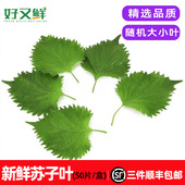 新鲜苏子叶大叶盒装 料理寿司刺身紫苏叶 食用韩国烤肉包肉包饭日式