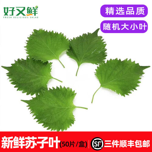 新鲜紫苏子大叶食用包烤肉刺身用