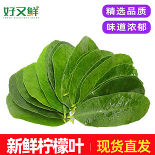 新鲜柠檬叶香水柠檬叶子鱼生切丝配料泰国冬阴功汤食用调料菜包邮