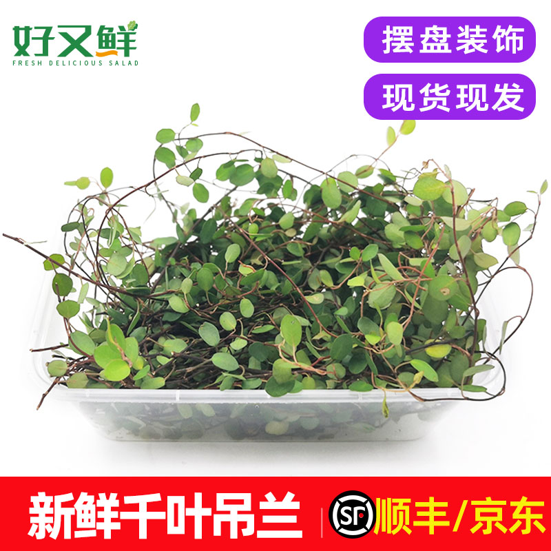 新鲜千叶兰长寿藤吊兰叶子西餐日料摆盘蛋糕烘焙装饰点缀花草包邮