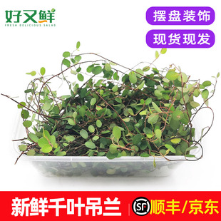 新鲜千叶兰长寿藤吊兰叶子西餐日料摆盘蛋糕烘焙装饰点缀花草包邮