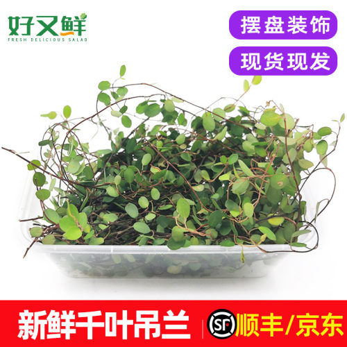 新鲜千叶兰长寿藤装饰点缀草包邮