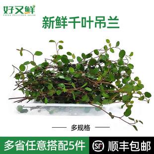 新鮮千葉蘭長壽藤吊蘭葉子冷藝西餐擺盤綠植蛋糕烘焙裝 飾點(diǎn)綴花草