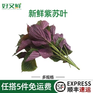 新鲜紫苏叶现摘食用带杆紫苏苗海鲜田螺鱼虾调味去腥提香农家香菜