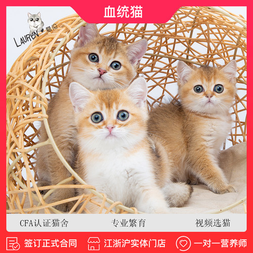 英国短毛猫金渐层价格 英国短毛猫金渐层图片 星期三