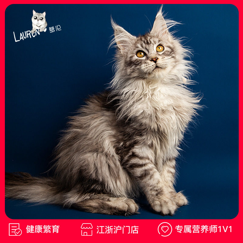 缅因猫纯种幼猫活体棕虎斑缅因猫银虎斑猫咪活物宠物猫库恩缅因猫