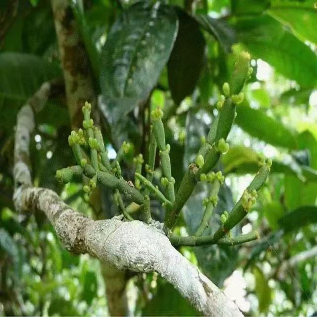 2008年正宗景迈古树螃蟹脚 野生高山茶 普洱茶生茶伴侣老茶
